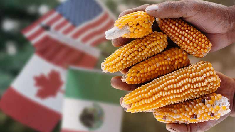 Canadá participará en panel sobre maíz transgénico bajo el T-MEC