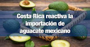 Costa Rica reabre importación de aguacate mexicano tras resolución de la OMC