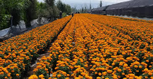 Cempasúchil en México: La logística detrás de la flor de muertos